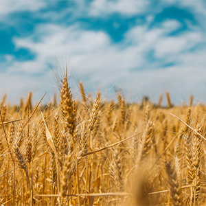 Diploma of Applied Agronomy